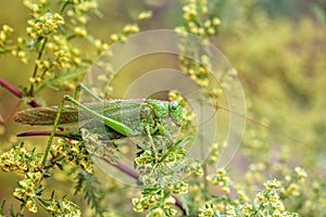Big green grasshopper sitting on a green plant.