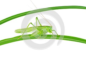 Big green grasshopper sitting on green leaf isolated on white