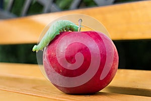 Big green hawk-moth caterpillar on red apple - Mimas tiliae