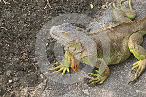 Big green iguana