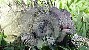 Big green iguana on a green grass