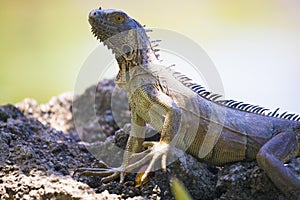 Big green Iguana standing on lava rocks in Grand Cayman Islands