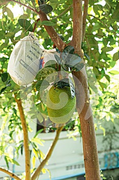 A big green jackfruit on a tree, next to a fruit, tied into a bag. Tropic Fruits