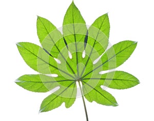 Big green leaf
