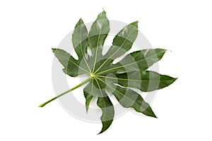 Big green leaf