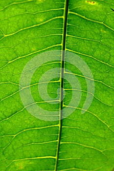 Big green leaf