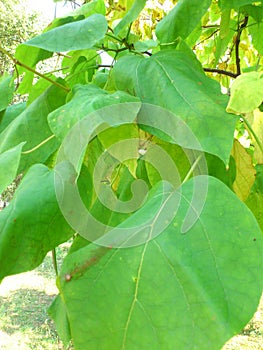Big green leaf on a branch