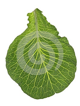 Big green leaf of cabbage isolated on a white background. Close-up