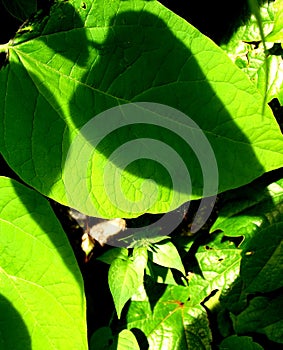 THREE SHADOWS ON BIG GREEN LEAF