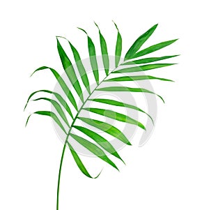 Big Green Leaf of Fern Isolated On The White