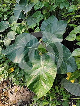 Big Green Leaf of Ficus Septica & x28;Awar-awar& x29;