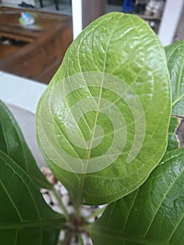 Big green leaf in the garden