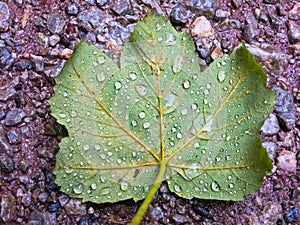 Big green leaf on a gravel treking path during raining photo