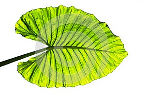 Big green leaf isolate on white background, leaf texture