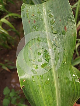 Big green leaf / leaves with small water rain droplets / drops