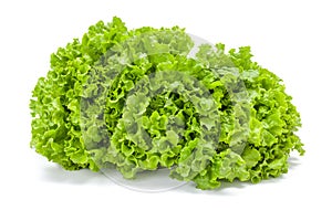 Big green leaf lettuce