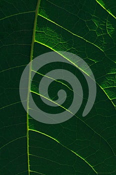 Big green leaf with light and shades texture.