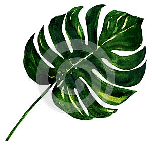 Big green leaf of Monstera plant, isolated on