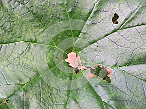 Big green leaf with an oak leaf on top of it