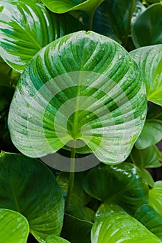 Big green leaf of a plant Eucharis with texture