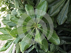 The big and green leaf. photo