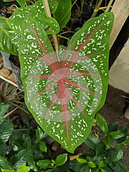 big green leaf with purple pattern