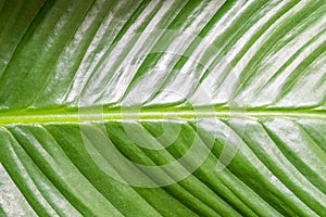 Big green leaf shiny structure of tropical plant leaf close up