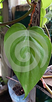 Big green leaf of Sirih Gading