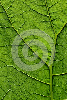 Macro on Translucent Green leaf with nice detail on structure in sunlight  photo