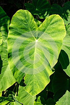 Big green leaf of tropical exotic plant in sunlight