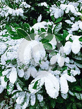 Big green leaves covered with snow
