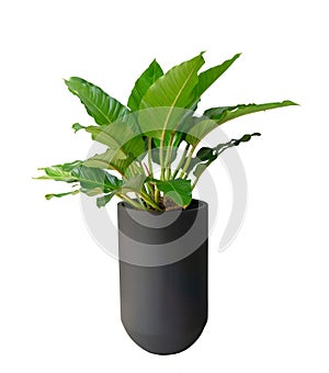Big green leaves of Filodendron indoor shrub in a tall black cylinder shape pot isolated on white background, di cut with clipping