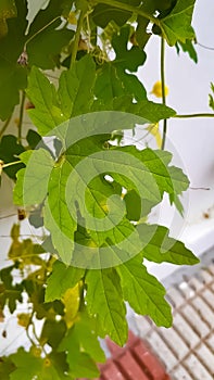 Big green leaves images, grapes leaf stock photo