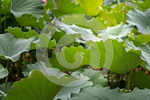 Big green leaves of a lotus flower