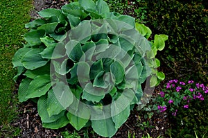 Big green leaves perenial plant shade tolerant white flowers turf bunch