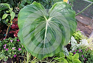 The big green leaves of Philodendron Dean McDowell