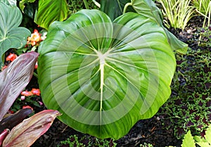 The big green leaves of Philodendron Dean McDowell, a popular tropical plant