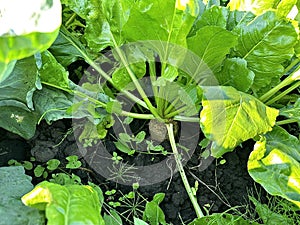 Big green leaves of sugar beet