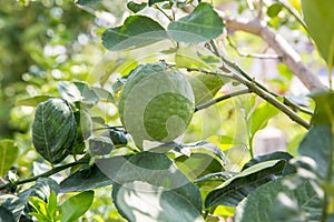 Big green lemon growing on the lemon tree. Grapefruit on the tree. Grapefruit,â€‹ Pomelo nameâ€‹ Big white grapefruit varieties