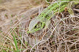 Big green lizard hides in dry grass, early spring