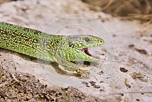 Big green lizard sits on a rock with its mouth open