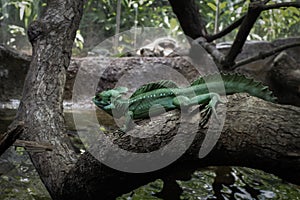 Big green Lizard on the tree