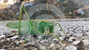 Big green locust for zoom photo