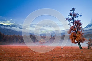 Big green lonely tree on the field at foggy