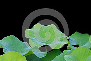 Big green lotus leaf isolated on white. Saved with clipping path