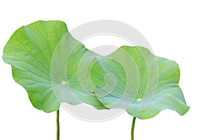 Big green lotus leaf isolated on white. Saved with clipping path