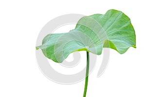 Big green lotus leaf isolated on white. Saved with clipping path