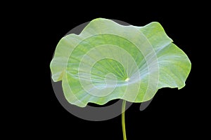 Big green lotus leaf isolated on white. Saved with clipping path