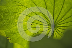 Big green lotus leaf texture background. Beautiful lotus leaf background in the pond