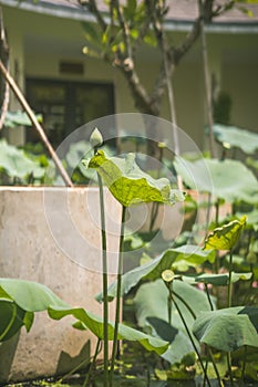 Big green lotus leaf texture background. Beautiful lotus leaf background in the pond